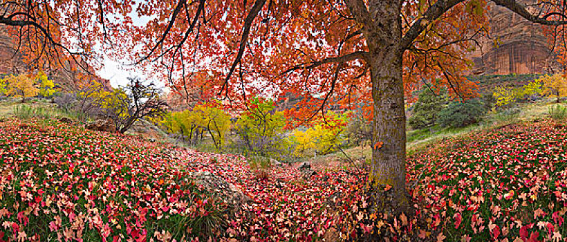 枫树,棉白杨,杨树,树,秋色,锡安国家公园,犹他
