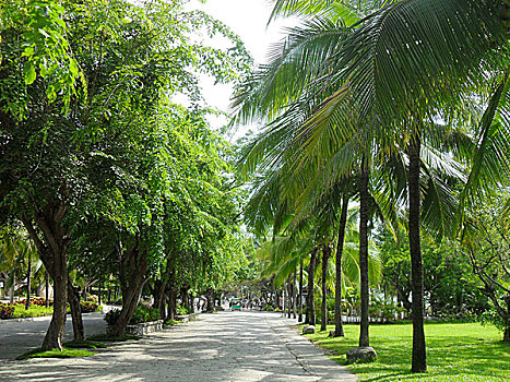 椰树旁的道路