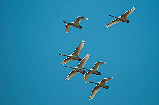 野天鹅,天鹅,黑嘴天鹅,飞,排列,不列颠哥伦比亚省,加拿大
