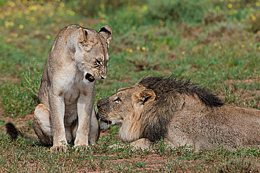 狮子,雌性,雄性,卡拉哈迪大羚羊国家公园,北开普,南非,非洲