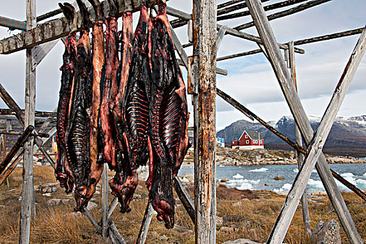 格陵兰,半岛,迪斯科湾,肉,悬挂,港口,传统,木质,架子,大幅,尺寸
