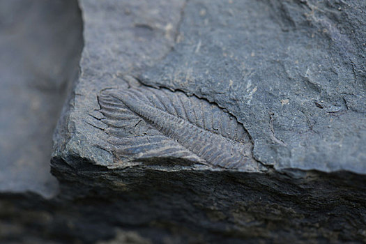 科研,科普,考古,考古发现,海洋生物,海洋化石,远古生物,三叶虫,三叶虫化石,化石,远古动物,寒武纪,节肢动物,科技,科学