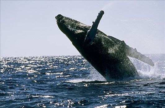 多米尼加共和国,驼背鲸