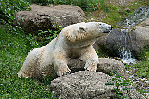 北极熊,雌性,慕尼黑,上巴伐利亚,巴伐利亚,德国,欧洲