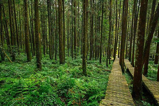 森林里给登山人安全行走的木栈道