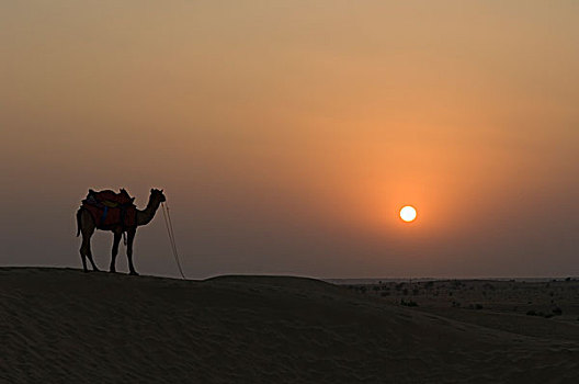 剪影,骆驼,站立,斋沙默尔,拉贾斯坦邦,印度