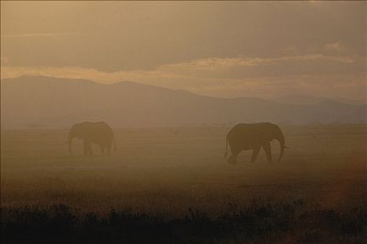 非洲象,一对,黎明,恩戈罗恩戈罗火山口,坦桑尼亚