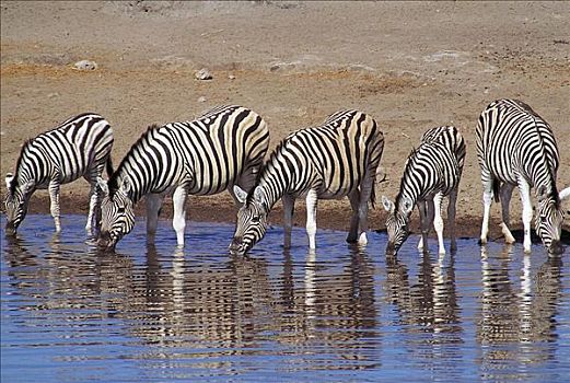 喝,马,斑马,哺乳动物,埃托沙国家公园,纳米比亚,非洲,动物