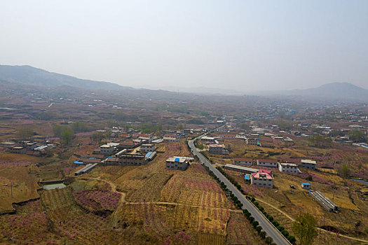 山东蒙阴乡村桃花