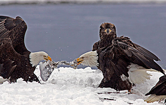 美国,阿拉斯加,契凯特白头鹰保护区,两个,成年,白头鹰,争斗,上方,三文鱼,雪中,幼小