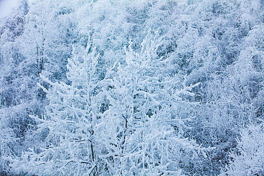 西岭雪山大雪的美丽风景