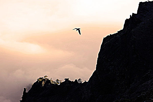 加纳利群岛,帕尔玛,火山口,云海