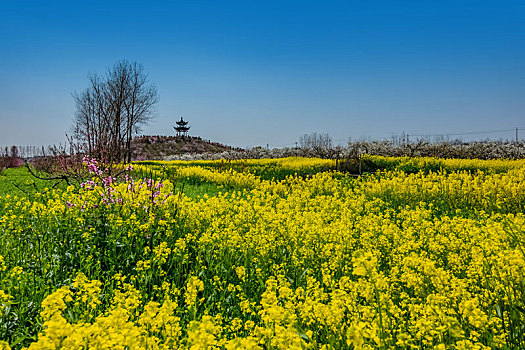 江苏省盐城市龙岗桃花园乡村田园自然景观