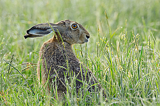 欧洲,棕兔,欧洲野兔,黑森州,德国