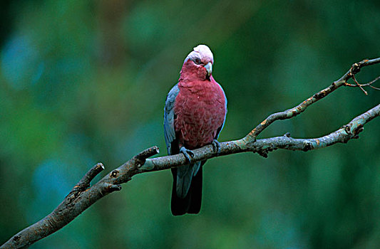 粉红凤头鹦鹉,枝条,东南部,昆士兰,澳大利亚