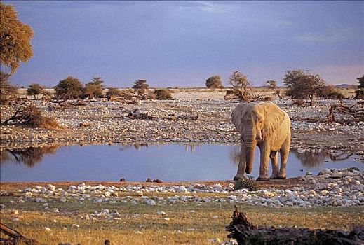 大象,非洲象,水潭,哺乳动物,夜光,埃托沙国家公园,纳米比亚,非洲,动物
