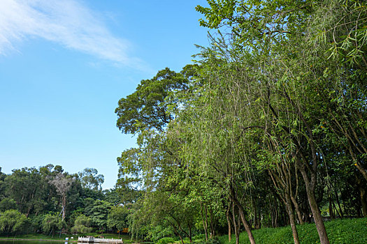 羊城广州天河公园夏天美景