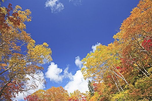 桦树,高原,温泉,山,国家公园