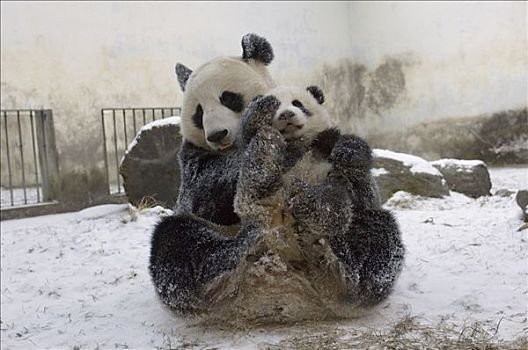 大熊猫,幼兽,母兽,玩,一起,卧龙自然保护区,中国