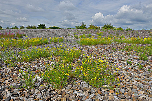 野花,石头,博特罗普,盆地,北莱茵威斯特伐利亚,德国