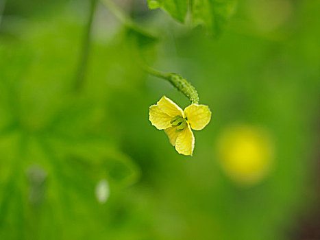 花,苦瓜