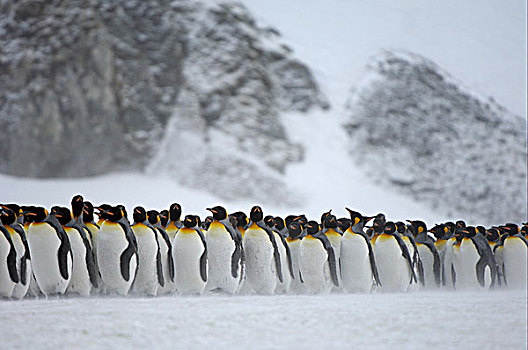 国王,企鹅,成年,多,站立,一起,雪,露脊鲸湾,南乔治亚,大西洋