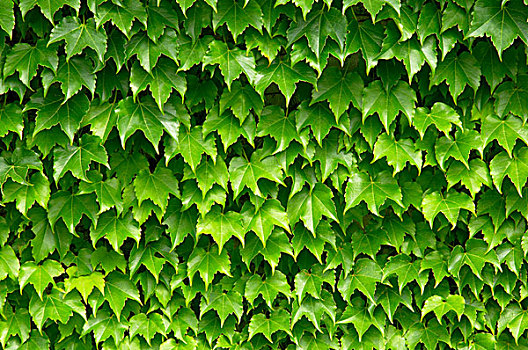 green,leaves