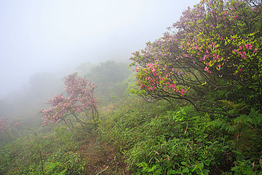 山,映山红,杜鹃,花,春天,春色,雾,朦胧,氤氲,树枝,柔美,梦幻