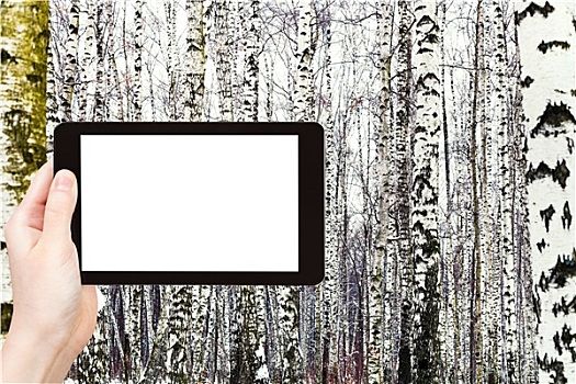 照相,俄罗斯,雪,桦树,木头,冬天