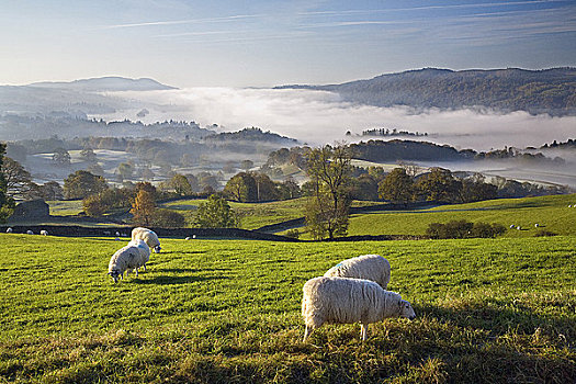 英格兰,坎布里亚,湖,温德米尔,绵羊,放牧,高处,晨雾,上方