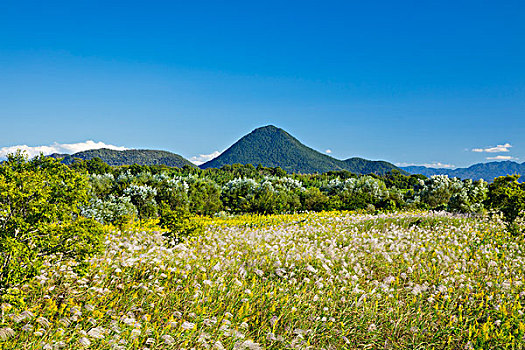 日本,潘帕斯草原,富士山