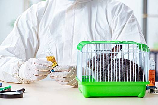 科学家,测试,动物,兔子