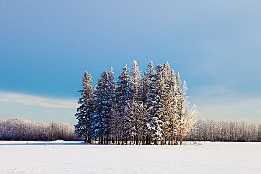 艾伯塔省,加拿大,树,土地,积雪,冬天