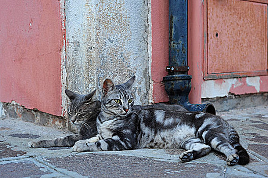 两个,幼兽,猫,卧,排水槽,老城,布拉诺岛,享受