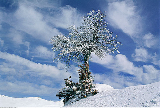孤木,冬天,景色,意大利