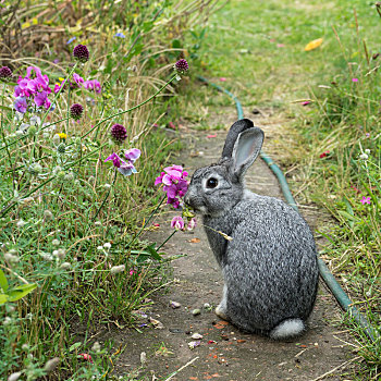 灰色,兔子,坐,花园