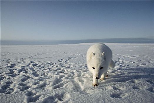 北极狐,调查,摄影师,阿拉斯加