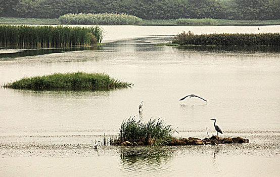 南沙湿地公园