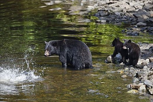 黑熊,美洲黑熊,阿拉斯加,美国