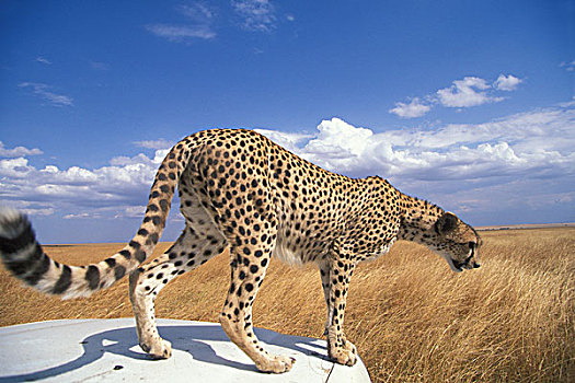 非洲,肯尼亚,马塞马拉野生动物保护区,成年,女性,印度豹,猎豹,坐,旅游,卡车