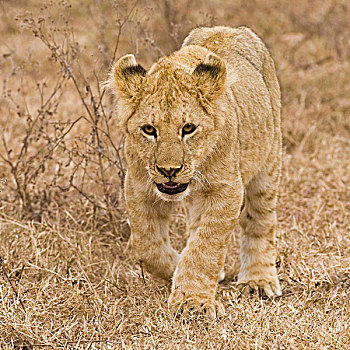 非洲,坦桑尼亚,幼狮,恩戈罗恩戈罗火山口