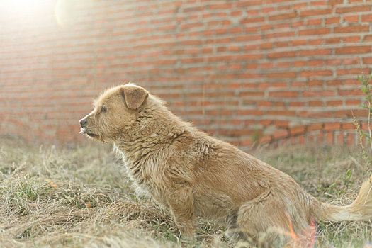 狗犬