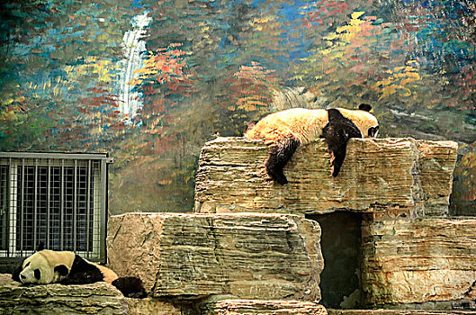 北京动物园里休息的熊猫
