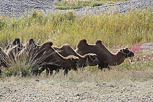 前往牧区的骆驼群,新疆