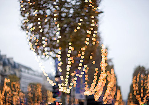 排,树,圣诞灯光,仰视