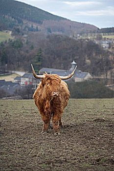 高原牛,场地,地点,山,乡村,远景,苏格兰
