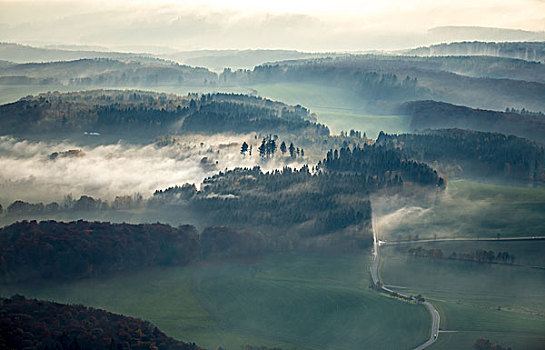 乡间小路,树林,密集,雾,莱茵兰普法尔茨州,德国,欧洲