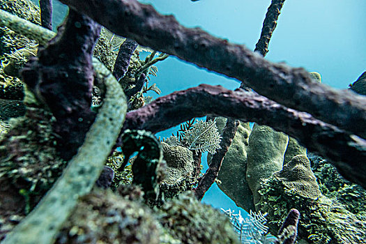 水下视角,珊瑚礁,海湾群岛,洪都拉斯