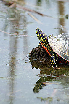 锦龟,泥,湿地