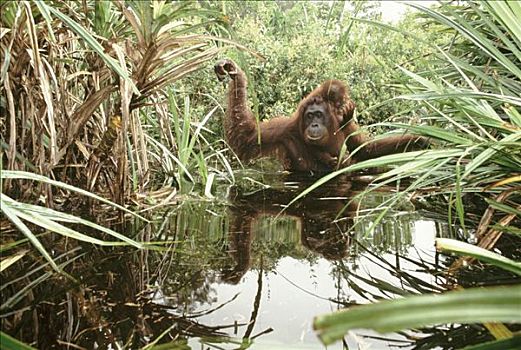 猩猩,黑猩猩,雌性,涉水,沼泽,幼仔,背影,婆罗洲